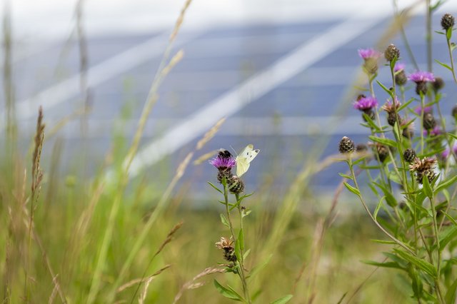 Blumen und Insekten vor Photovoltaikmodulen